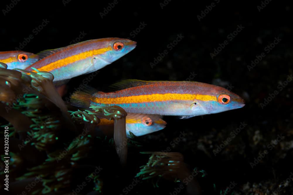 Orange-line Wrasse - Halichoeres hartzfeldii