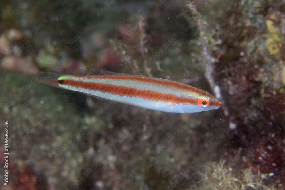 キスジキュウセンの幼魚