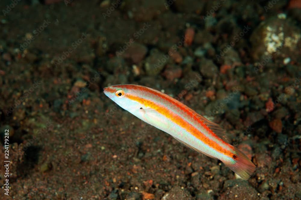 Juvenile checkerboard wrasse, Halichoeres hartzfeldii, Bali Indonesia.