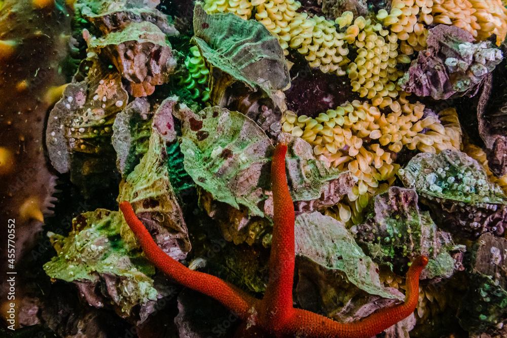 Sea Star Feed on Eggs