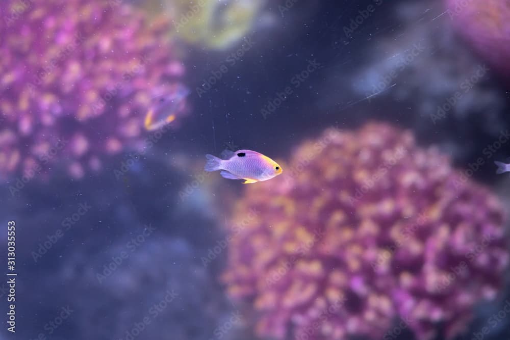 Talbot's Damselfish (Chrysiptera talboti) swimming in marine aquarium