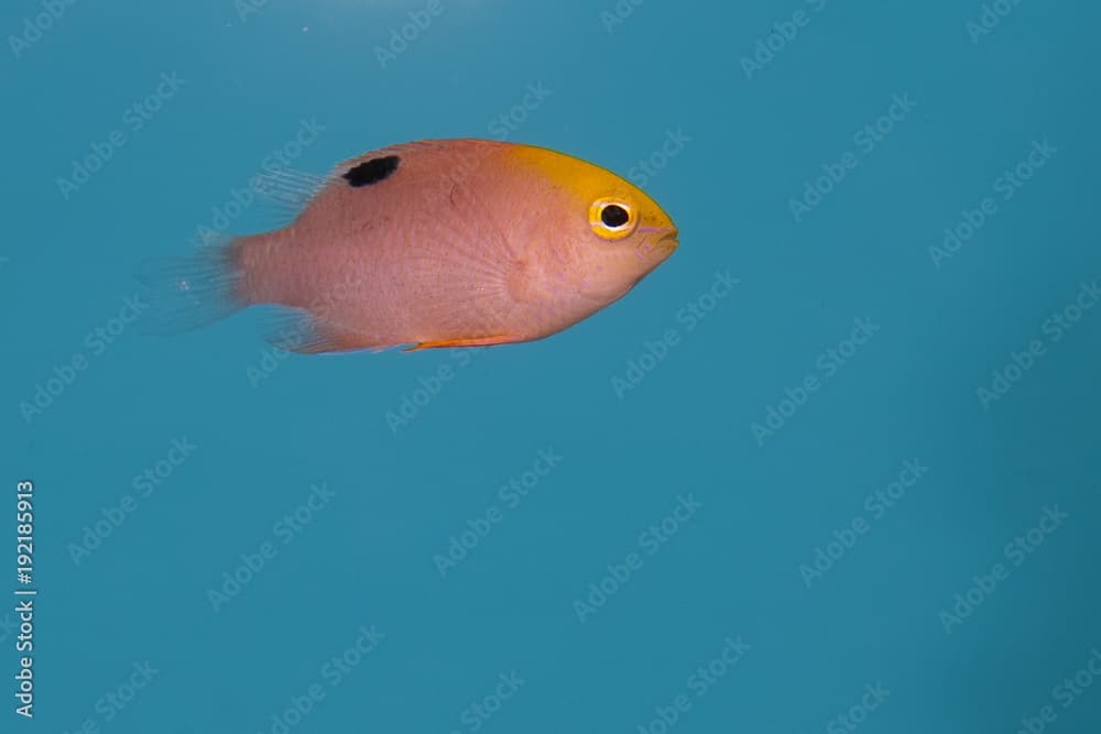 Talbot's Damselfish in Aquarium