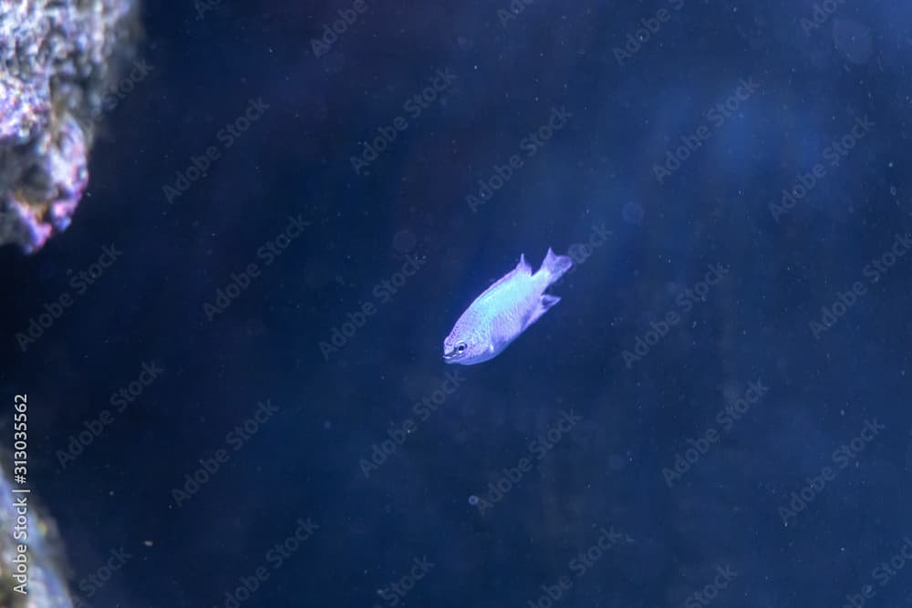 Talbot's Damselfish (Chrysiptera talboti) swimming in marine aquarium