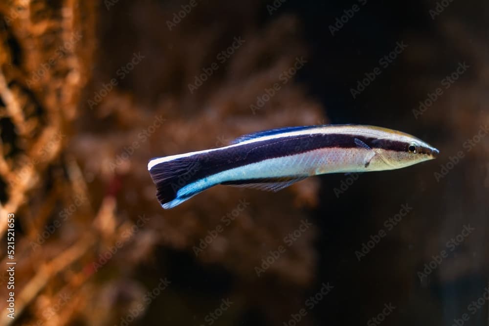 Bluestreak cleaner wrasse · Labroides dimidiatus · Reeflings Library