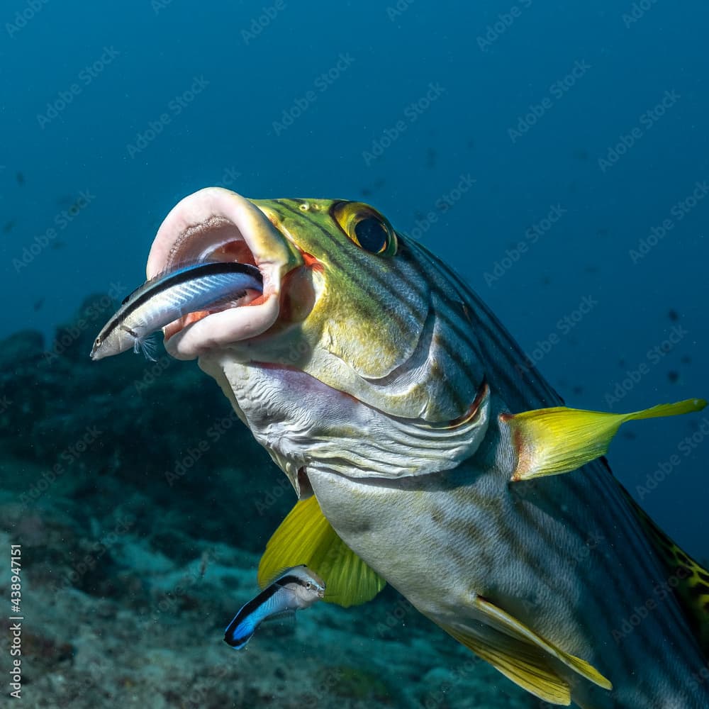 Indian Ocean oriental sweetlips (Plectorhinchus vittatus) and Bluestreak cleaner wrasse (Labroides dimidiatus) in Maldives