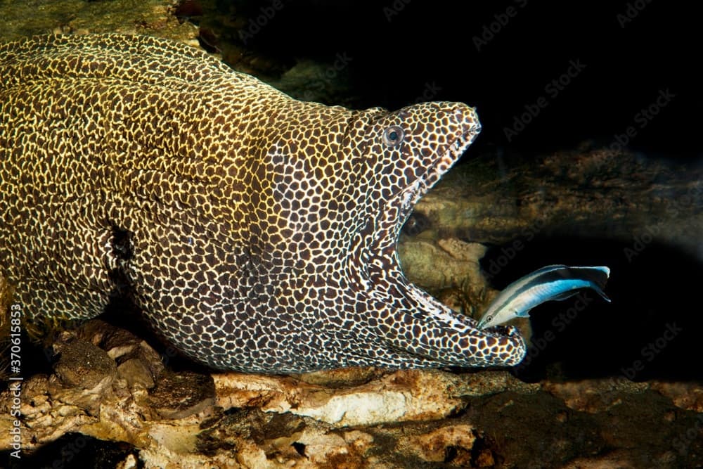 Honeycomb Moray Eel, gymnothorax favagineus, Adult with Open Mouth cleaned by a Bluestreak Cleaner Wrasse, labroides dimidiatus, South Africa