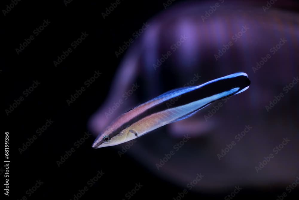 Colorful bluestreak cleaner wrasse on black background.