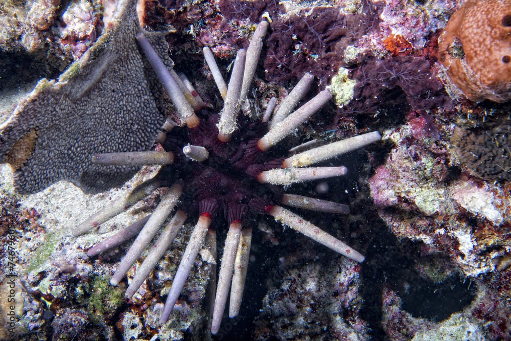  slate pencil urchin Heterocentrotus mammillatus