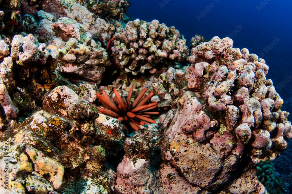 A small slate pencil urchin sitting on a reef