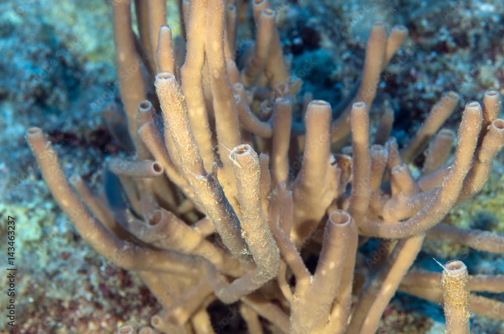 Pink tube sponge, Haliclona mediterranea, Sarıgerme Fethiye Turkey