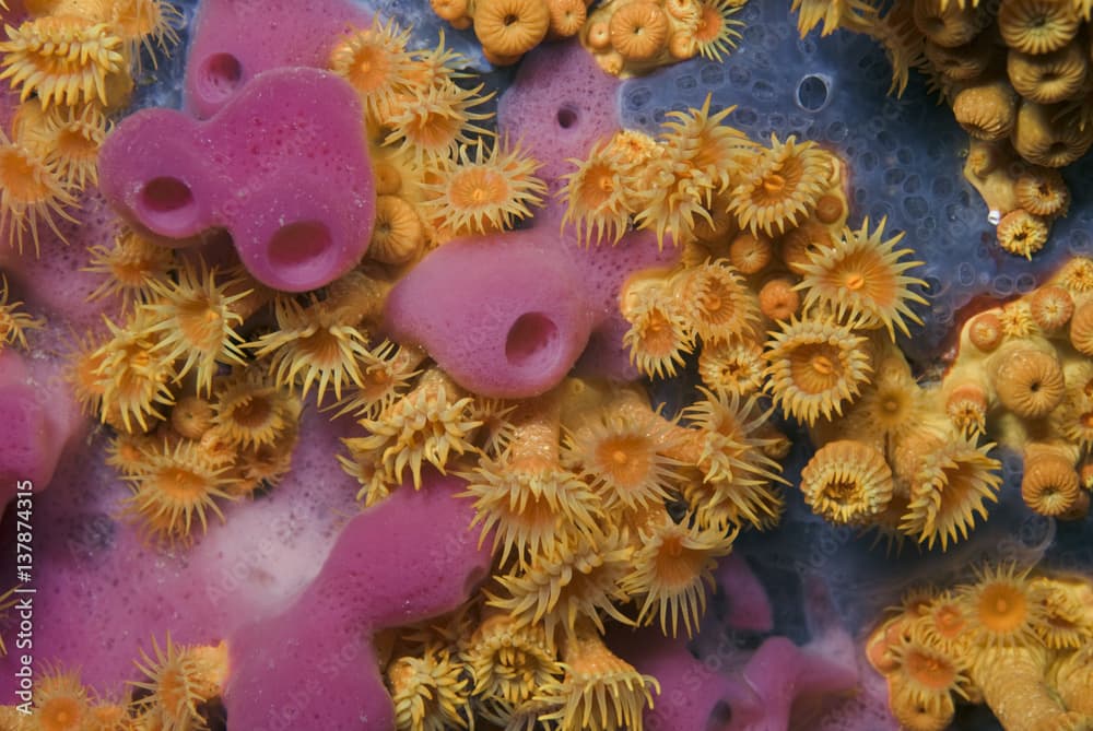 Yellow encrusting anemones (Parazoanthus axinellae) and sponge (Haliclona mediterranea) 'Turtle Rock', Passage du Cavallo, Lavezzi Archipelago, Corsica, France, September 2008