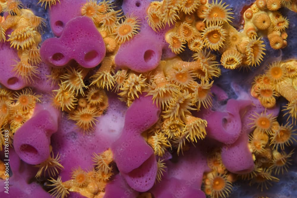 Yellow encrusting anemones (Parazoanthus axinellae) and sponge (Haliclona mediterranea) 'Turtle Rock', Passage du Cavallo, Lavezzi Archipelago, Corsica, France, September 2008 Wild Wonders kids book.