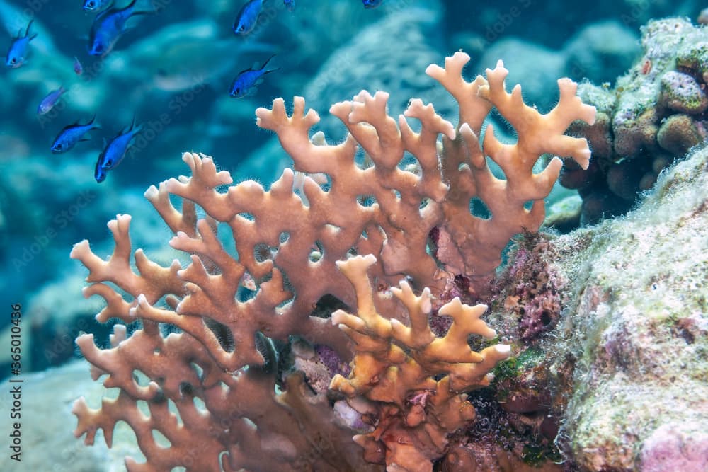 Caribbean coral garden