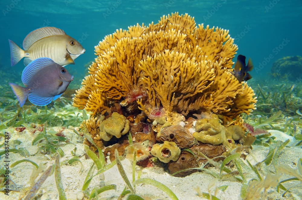 Branching fire coral and tropical fish