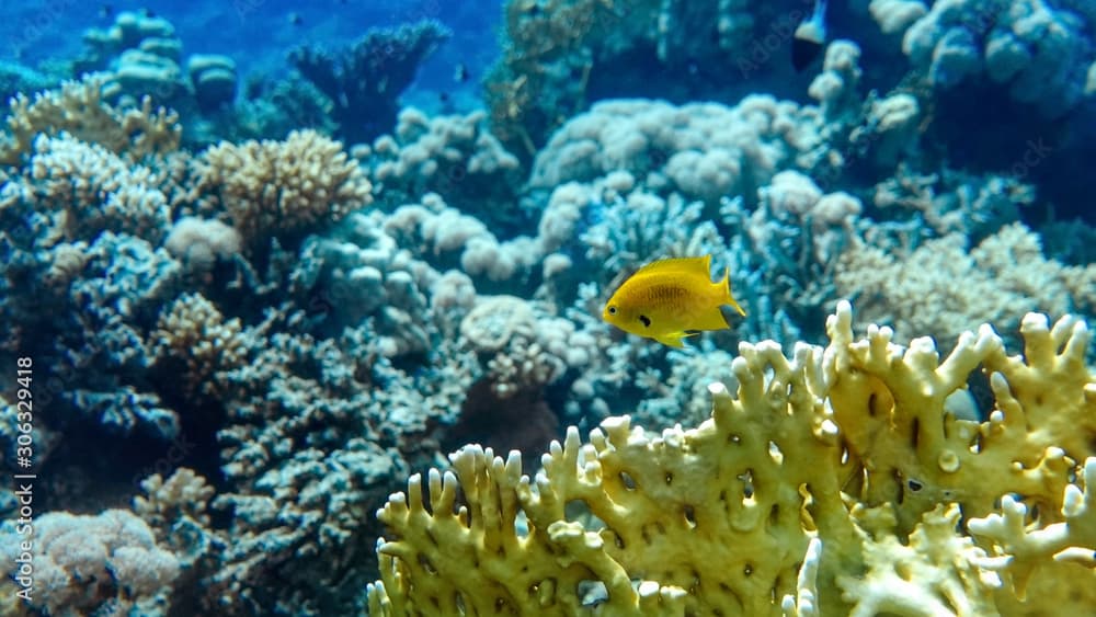 Bright Yellow Tropical Fish In The Ocean. Saltwater Fish In The Sea Near Coral Reef. Close Up Of Branching Fire Coral (Millepora alcicornis). Underwater Life.