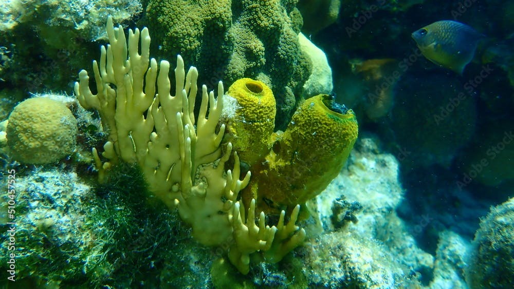 Branching fire coral (Millepora alcicornis) and yellow tube sponge or dead man's fingers, sulphur sponge (Aplysina fistularis) undersea, Caribbean Sea, Cuba, Playa Cueva de los peces