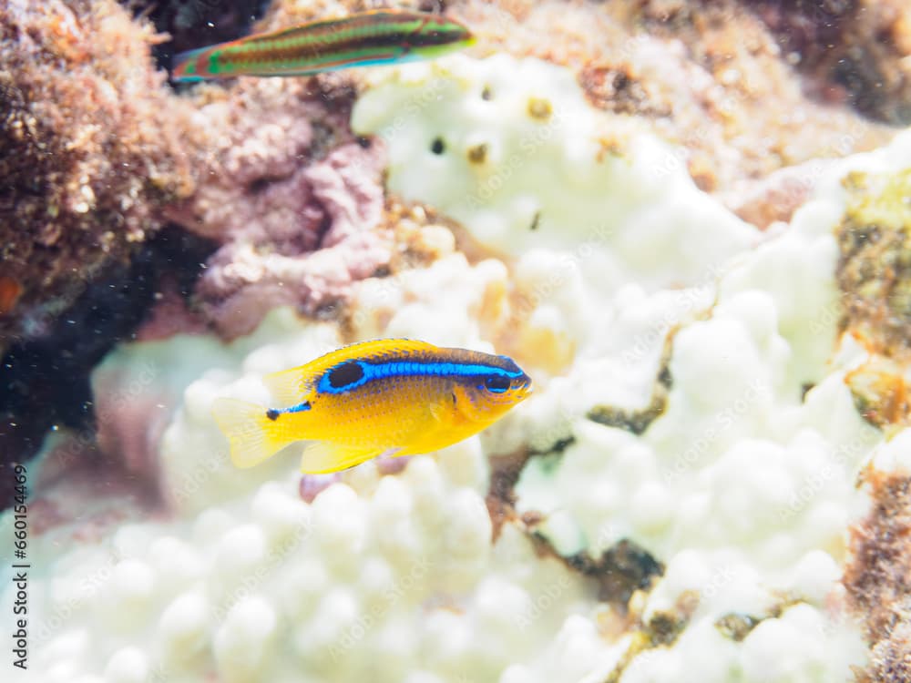 ヒリゾ浜の美しいミヤコキセンスズメダイ（スズメダイ科）の幼魚。

静岡県伊豆半島賀茂郡南伊豆町中木から渡し船で渡るヒリゾ浜にて。
2023年9月30日水中撮影。

The Beautiful Surge Damselfish juvenile.

HIRIZO Beach, Nakagi, South IZU, Kamo-gun, Izu Peninsula, Shizuoka, Japan,
P