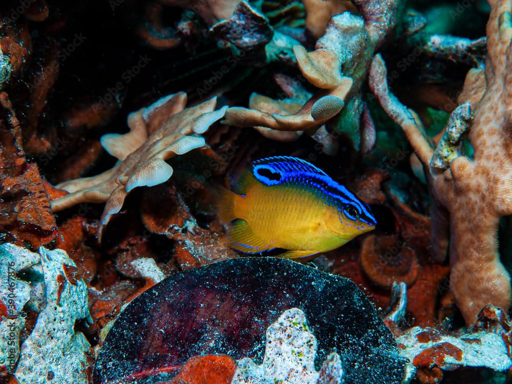 Surge Damselfish (Chrysiptera leucopoma)