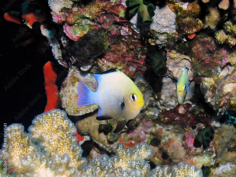 Arabian Damsels (Pomacentrus arabicus) in the Red Sea, Egypt