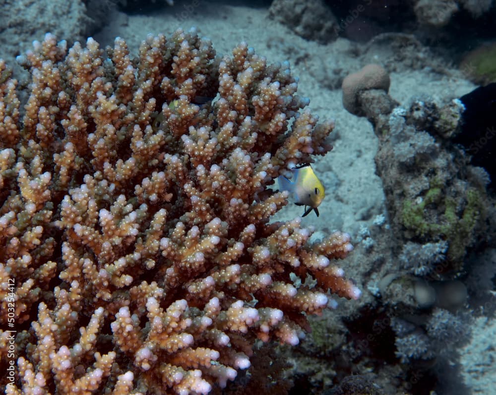 Arabian Damsels (Pomacentrus arabicus) in the Red Sea, Egypt