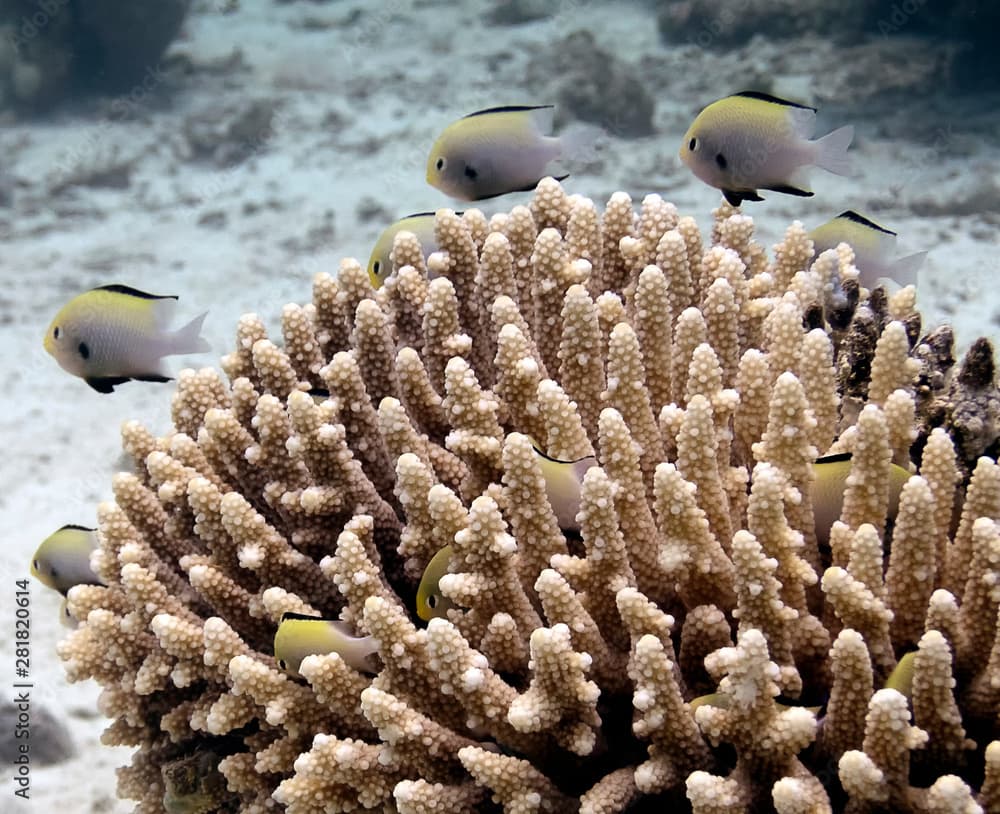 Arabian Damsels in the Red Sea (Pomacentrus arabicus)