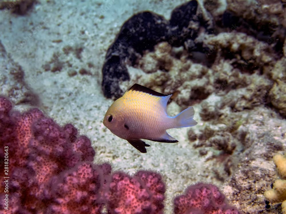 Arabian Damsels in the Red Sea (Pomacentrus arabicus)