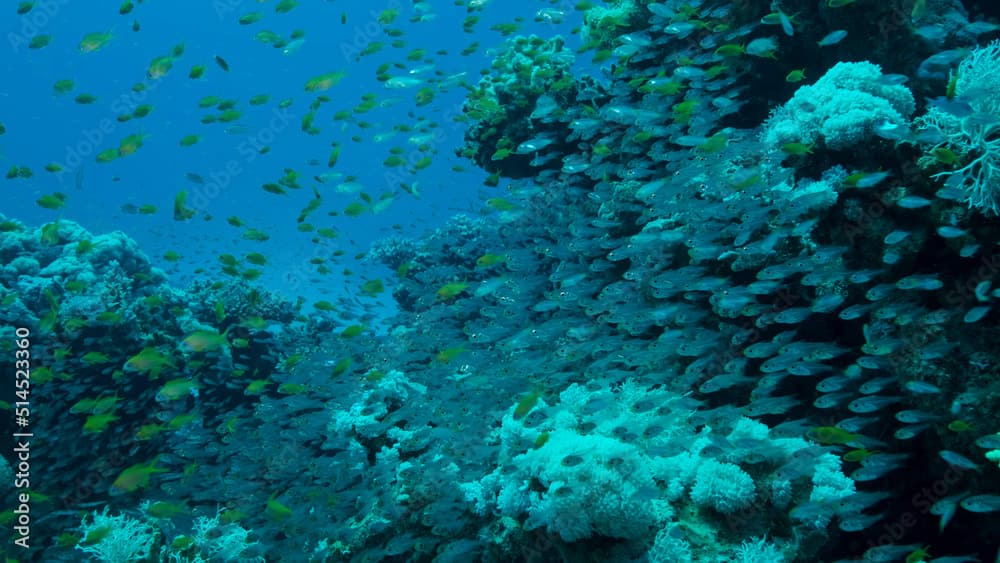 Large school of small fish swims under surface of water in the sun rays on dawn. Red sea, Egypt