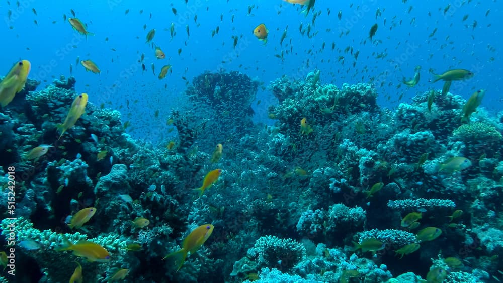 Massive school of Lyretail Anthias (Pseudanthias squamipinnis) and Glassfish swims near coral reef. Underwater life on coral reef in the ocean. Red sea, Egypt