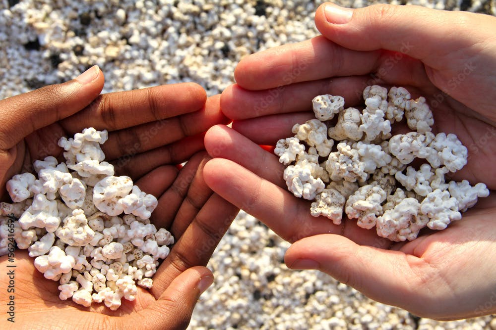 White coral scraps who look like popcorn holds by hands in El Hierro beach, Fuerteventura, Spain