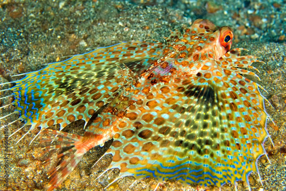 Flying Gurnard, Dactyloptena orientalis, Lembeh, North Sulawesi, Indonesia, Asia