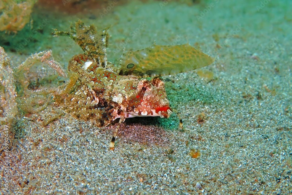 Exotic tropical fish - Oriental flying gurnard (Dactyloptena orientalis) on the seabed. Fish portrait, marine life in the sea. Underwater photography from scuba diving.