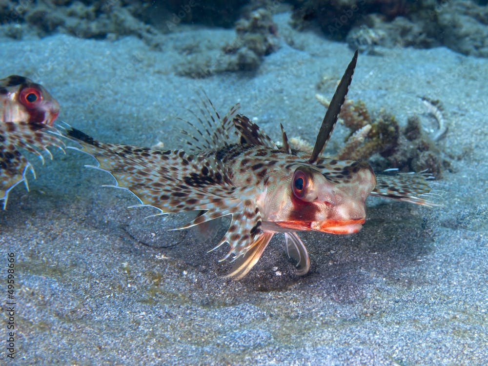 Oriental flying gurnard