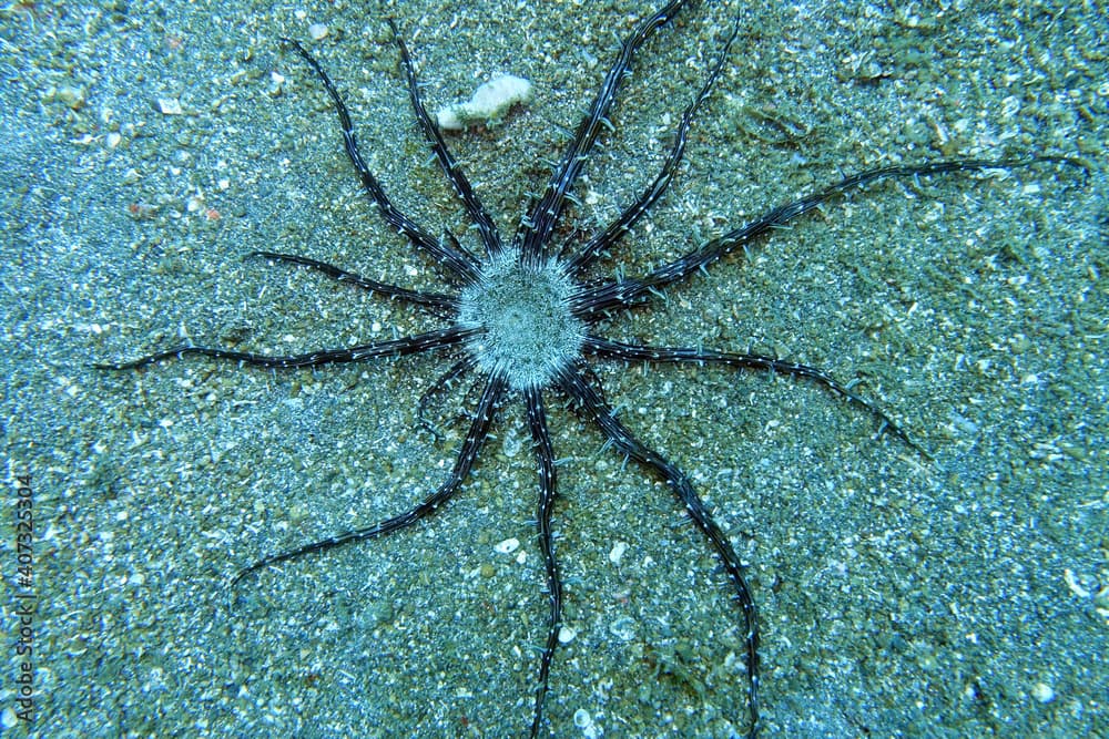 Actinostephanus haeckeli - Haeckels Sandanemone