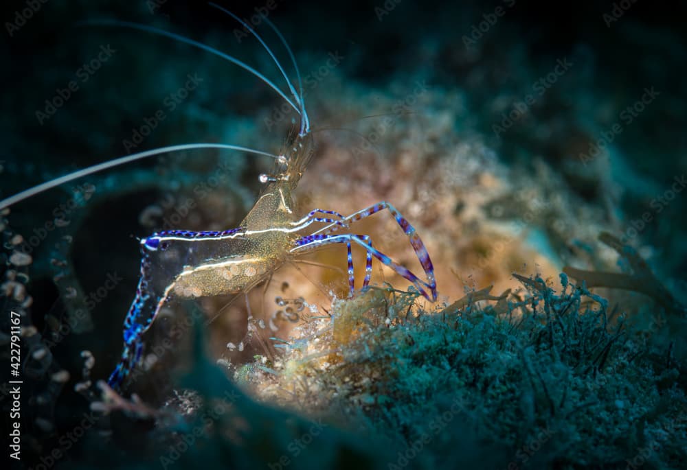 Pedersen Cleaner Shrimp (Periclimenes pedersoni) on the reef off the Caribbean island of St Martin