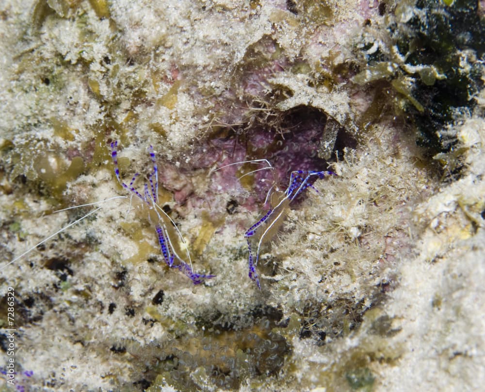 Pederson Cleaner Shrimp w/Eggs  (Periclimenes pedersoni)