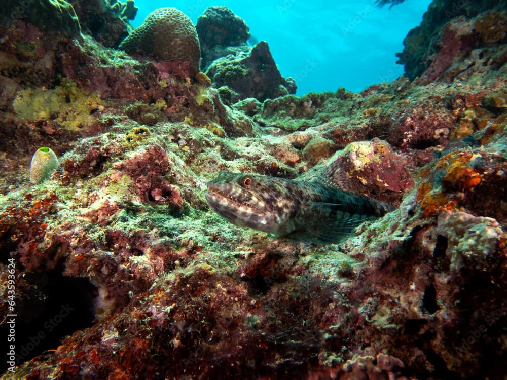 A sand Lizardfish resting on rocks Boracay Island Philippines