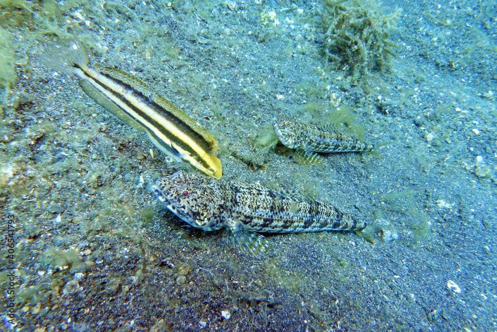 Synodus dermatogenys - Sand-Eidechsenfisch und Gestreifter Mimikry-Säbelschleimfisch Petroscirtes breviceps