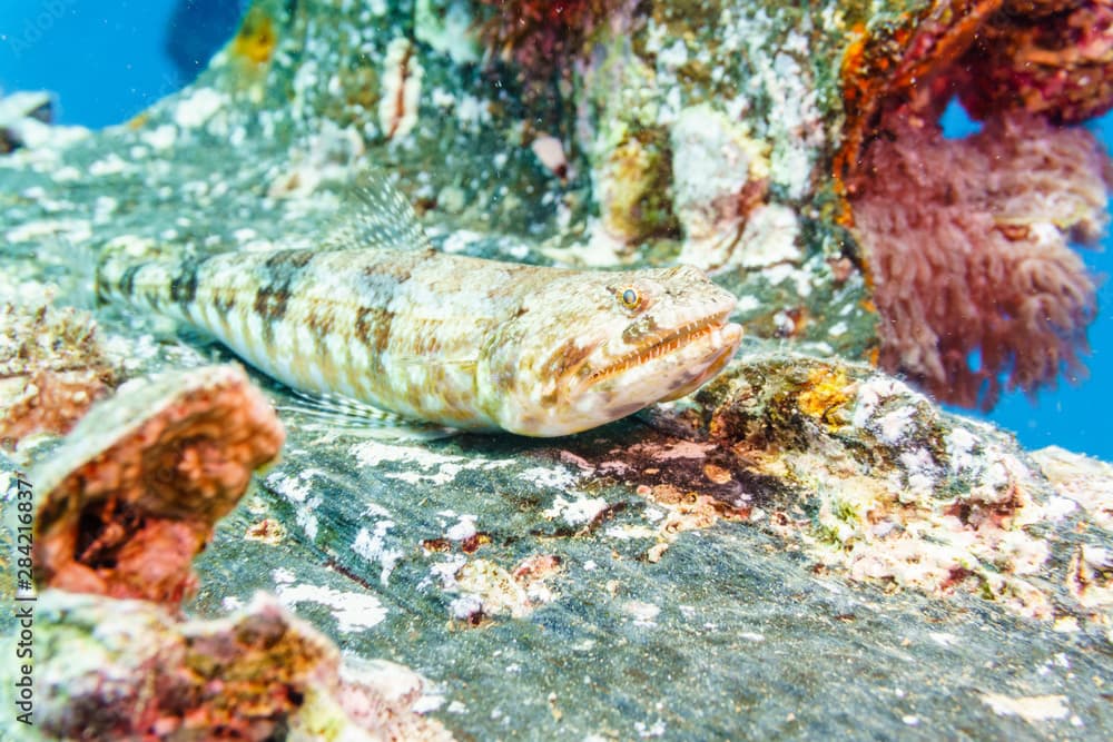 Sand lizardfish (Synodus dermatogenys). Red sea. Egypt.