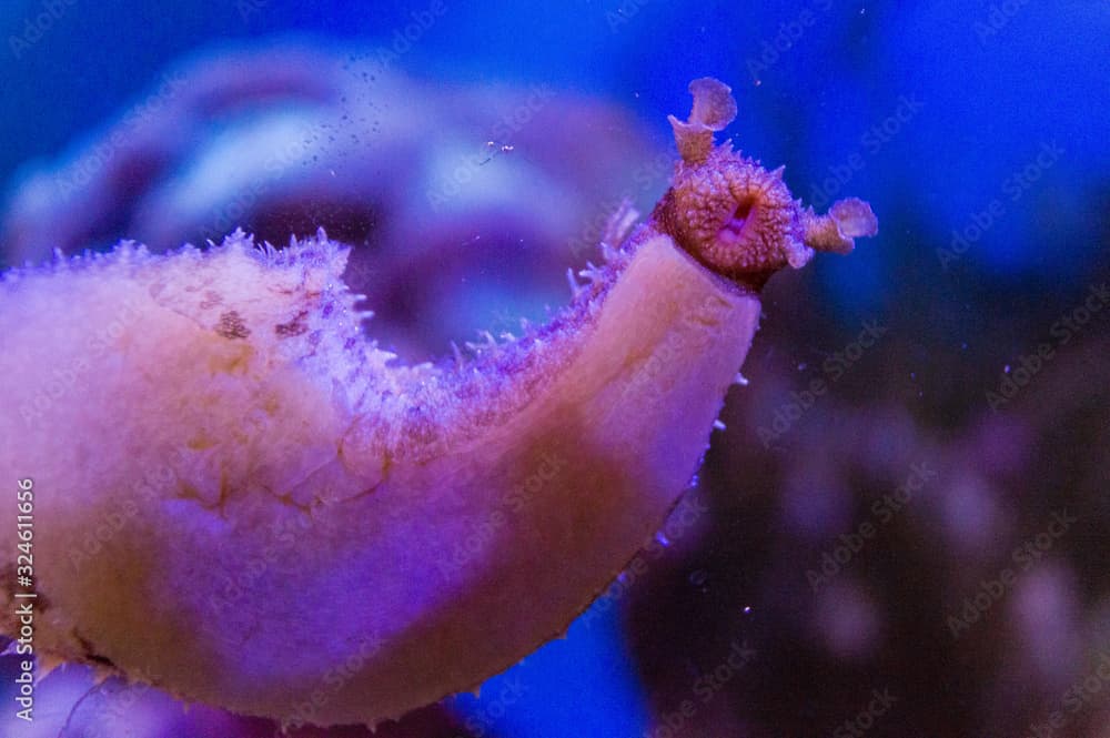 giant sea hare from bottom eating algea