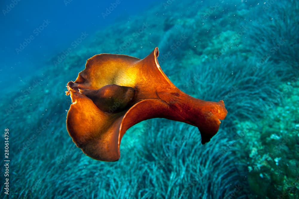 brown sea hare