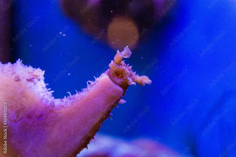 giant sea hare from bottom eating algea