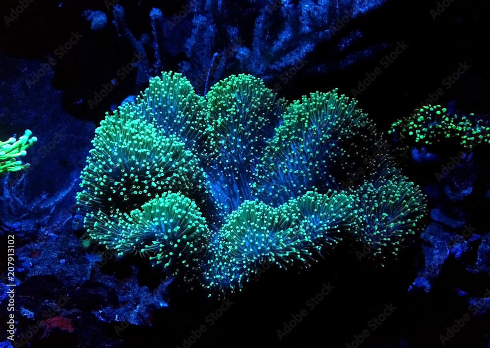 Green Mushroom Leather Coral
(Sarcophyton sp.) 