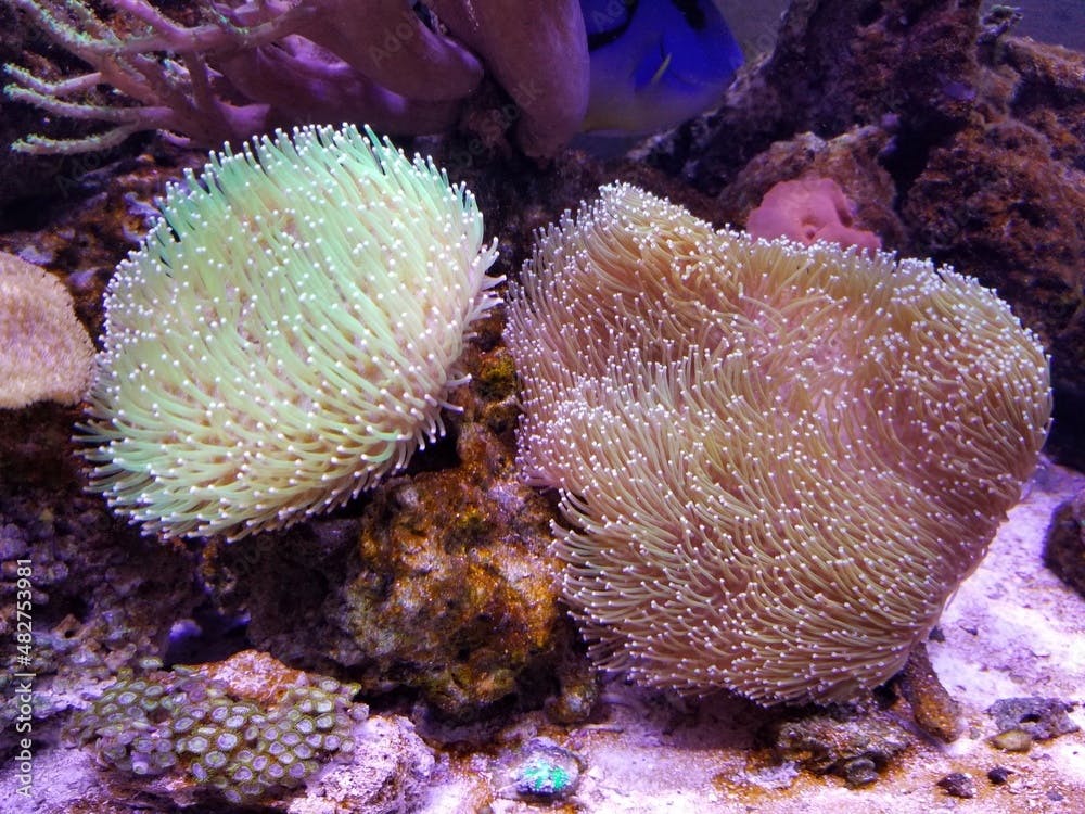 Devil's hand coral and toadstool leather coral reef inside a saltwater aquarium