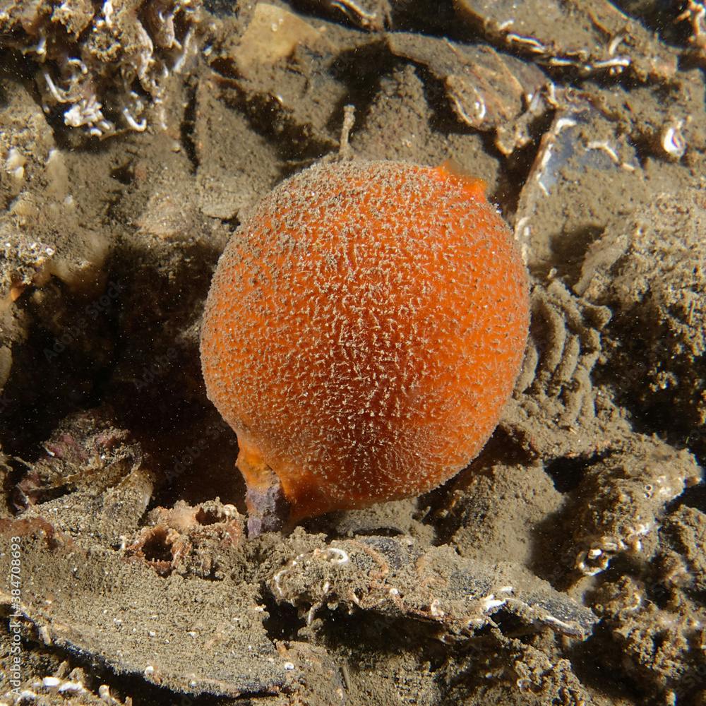Fleshy horny sponge (Suberites carnosus) in Etang de Thau (France)