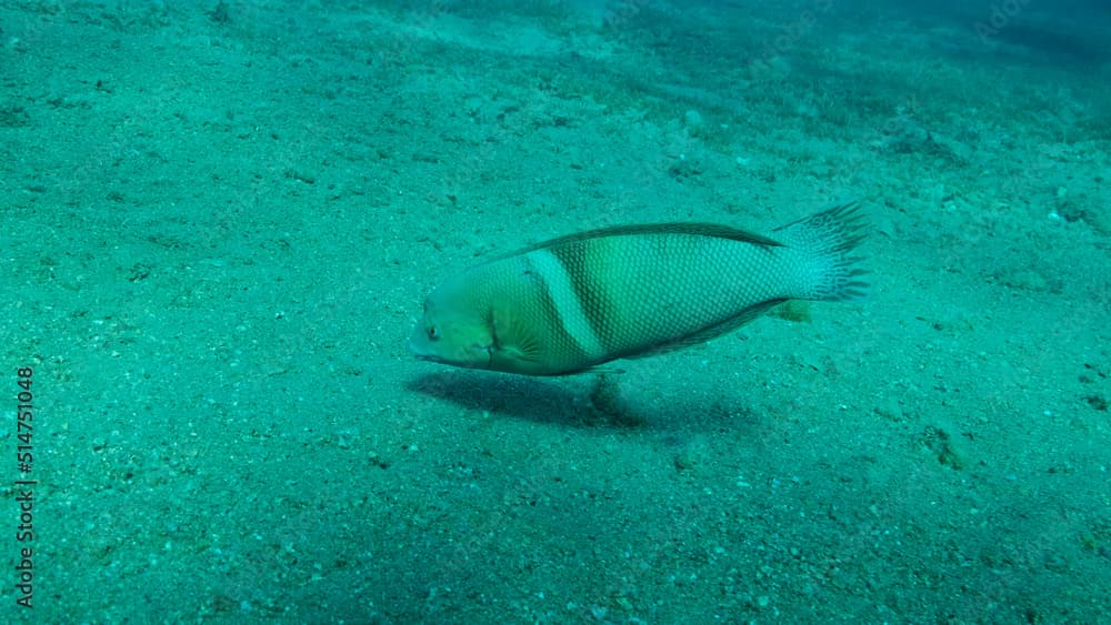 Cigar Wrasse swim above sandy bottom on blue water background. Cigar Wrasse (Cheilio inermis), Close-up. Red sea, Egypt