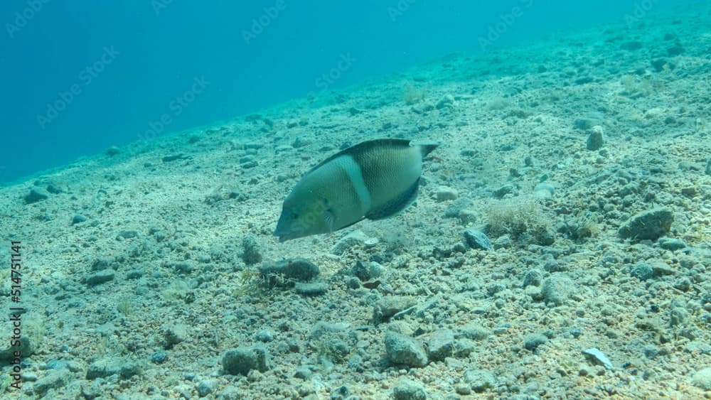 Cigar Wrasse swim above sandy bottom on blue water background. Cigar Wrasse (Cheilio inermis), Close-up. Red sea, Egypt
