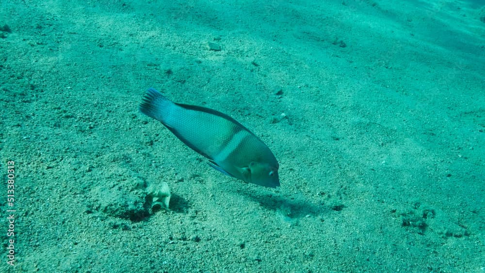 Cigar Wrasse swim above sandy bottom on blue water background. Cigar Wrasse (Cheilio inermis), Close-up. Red sea, Egypt