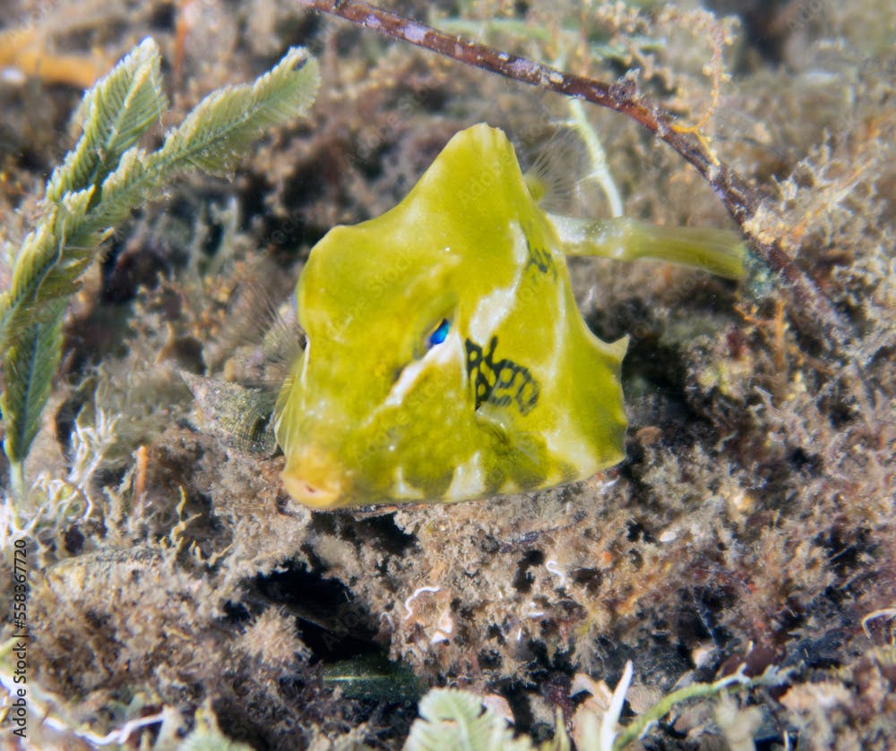 A juvenile Buffalo Trunkfish (Lactophrys trigonus) in Florida, USA