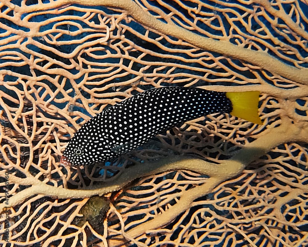 A Yellowtail Wrasse (Anampses meleagrides) in the Red Sea, Egypt