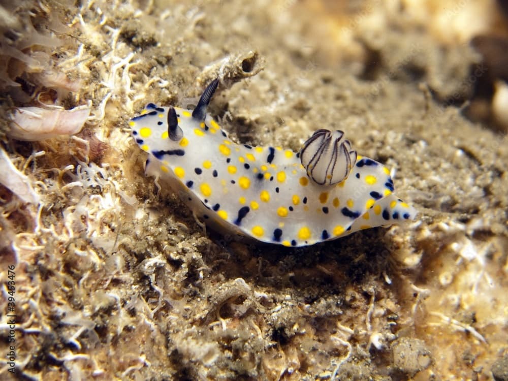 Nudibranch - Hypselodoris kanga